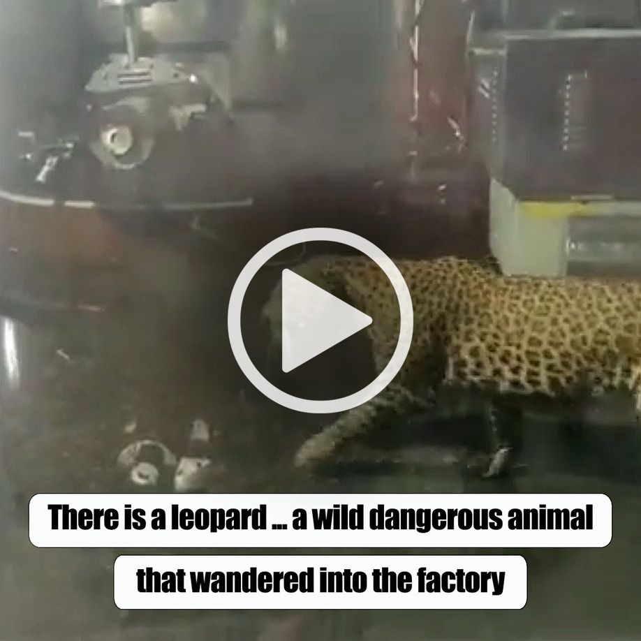 Roman - leopard in Indian factory - video placeholder