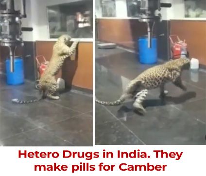 tiger in drug clinic